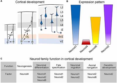 The Role of Neurod Genes in Brain Development, Function, and Disease